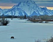 Jackson Hole Winter Wildlife Sunset Safari, Grand Teton National Park - Half Day