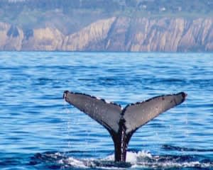 Tandem Kayak Tour La Jolla with Whale Watching - 2 Hours