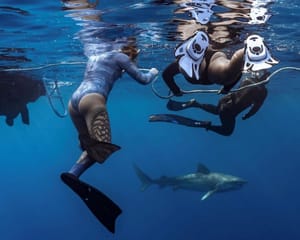 Open Water Shark Dive Oahu - 2 Hours