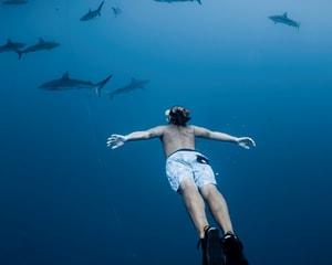 Oahu Shark Free Dive - 1.5 Hours