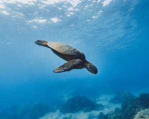 Private Reef Snorkel Eco Tour Oahu - 2 hours