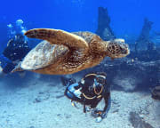 Oahu Scuba Diving, One Tank Reef Dive in Waikiki - 2 Hours