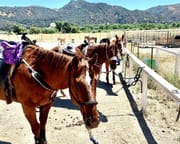 Private Santa Ynez Valley Horseback Riding - 75 Minutes