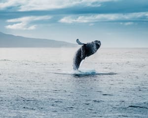 San Diego Whale Watching Tour Weekdays - 3.5 Hours