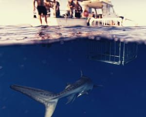 Shark Cage Dive Oahu, North Shore - 2 Hours