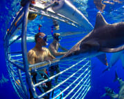 Shark Cage Dive Oahu, North Shore - 2 Hours