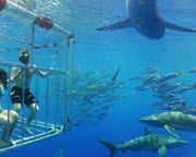 Shark Diving Oahu, Shark Cage Dive Hawaii on Oahu's North Shore, 2 hrs