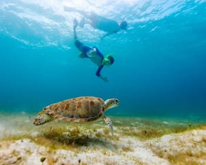 Snorkeling For Beginners, Wailea Beach - 1.5 hours