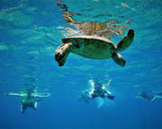 Snorkeling For Beginners, Wailea Beach - 1.5 hours