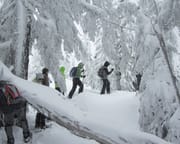 Snowmobile and Snowshoe Adventure in Kenai Fjords National Park, Alaska - 3.5 Hours