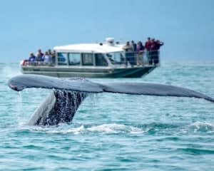 Whale Watching Tour, Juneau - 3 Hours