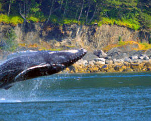 Whale Watching Adventure, Juneau - 3 Hours