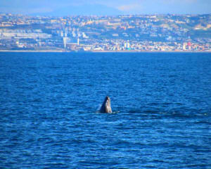 Summer Whale Watching Cruise San Diego - 4 Hours