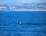 Summer Whale Watching Cruise San Diego - 4 Hours