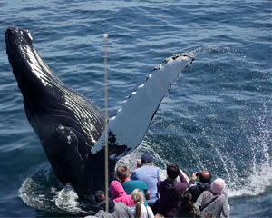 Whale Watch Tour Boston - 4 Hours