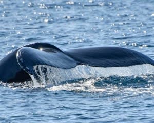 Whale & Dolphin Watching Tour, Dana Point - 2 Hours