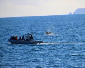 Winter Whale Watching Cruise San Diego - 3.5 Hours