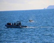 Winter Whale Watching Cruise San Diego - 3.5 Hours